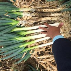 平度铁杆大葱火热购销中！