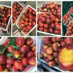 油桃 砀山油桃 油桃中油4号 黄肉油桃