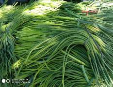商河蒜苔现以大量上市，无黄斑