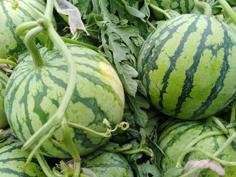 联系人:曹晨 电 话: 大量出售8424西瓜,砀山县8424有籽西瓜,8425无籽