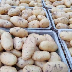 东昌府大棚土豆大量上市了，三两以上