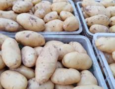 东昌府大棚土豆大量上市了，三两以上
