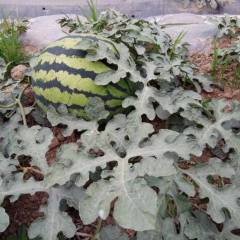 盐边我自家种了20多吨西瓜，希望有人收购