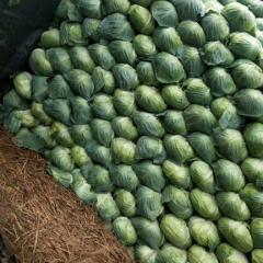 湖南岳阳君山 5月大扁包甘蓝