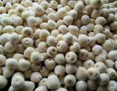 费县景甜甜瓜，瓜表光亮，口感极佳