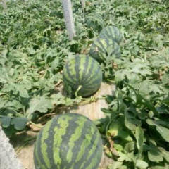 河北清苑老农说给俩钱就卖，都熟了