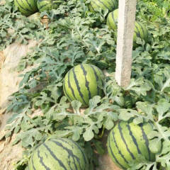 保定清苑的西瓜便宜了，大面积成熟