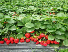 保定市清苑区，大赛草莓种植园