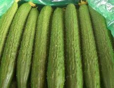 济阳中农106黄瓜为中熟品种，生长势强