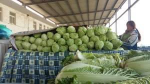 凌海西瓜名杨天下、焦斌代收诚信合作