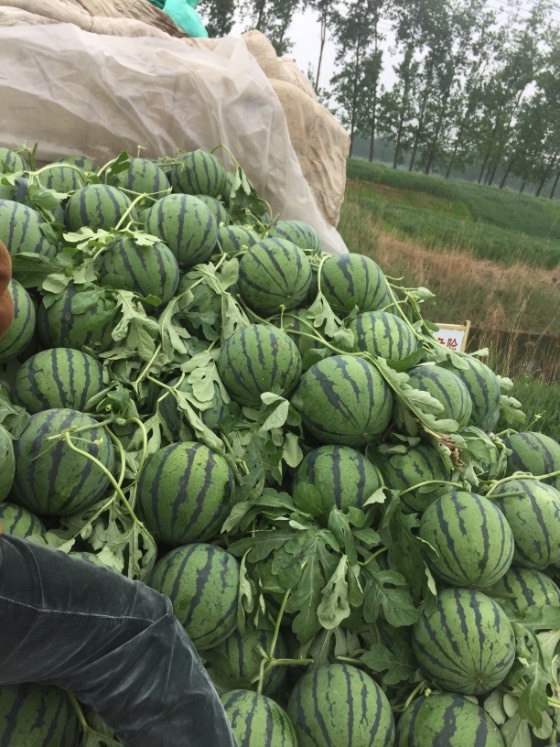 正宗徐州魏集8424 京欣瓜整棚开园 - 西瓜商情网 - 2021年西瓜价格