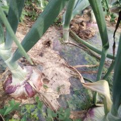 禹会大量供应新鲜洋葱 需要采购提前通知