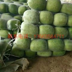 莘县董杜董杜庄现有小冬瓜大量上市