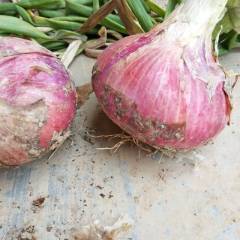 聊城市莘县冯西村，洋葱头，长葱