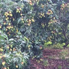 阳西上洋镇我家乡有四万多亩荔枝