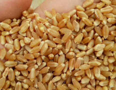 固镇小麦 大量优质冬小麦已上市