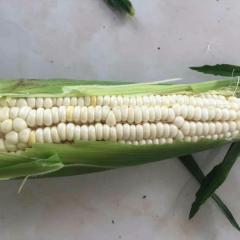 湖北嘉鱼每年玉米在6月份大量上市