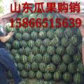 山东寒亭早春红玉西瓜，京欣西瓜
