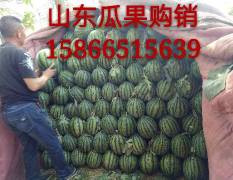 山东寒亭早春红玉西瓜，京欣西瓜