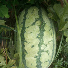 大荔金城武好西瓜个头大，皮毛好硬度好