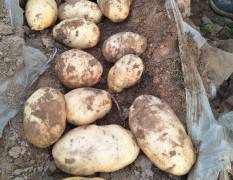 旭淼农场土豆种植百亩，现已大量上市