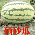 中卫市众赢果蔬专业合作联社