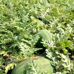 临漳本人有20多年种植西瓜经验，瓜甜样好