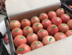 中牟西红柿现已大量上市，货量充足