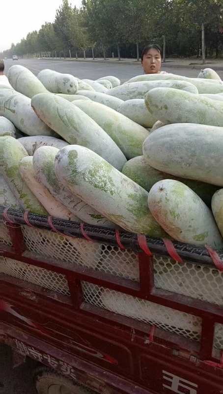 电 话:本地冬瓜面积几十万亩,需要的朋友可以联系我,冬瓜大小均匀,耐