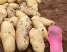 泗水县大棚土豆有着十多年的种植经验