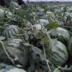 夏邑西瓜是商丘地区种植最大的基地