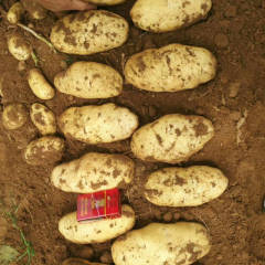 东昌府区 沙镇镇大量供应《荷兰十五》土豆