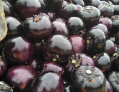 聊城紫光圆茄，产地直销，欢迎前来选购！