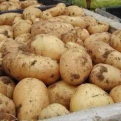 通许万亩优质土豆基地 土豆上市