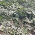 凌海长年大量销售甜王西瓜 大棚瓜