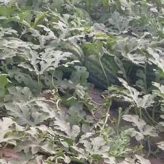 凌海长年大量销售甜王西瓜 大棚瓜