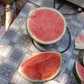 夏邑种植14万亩大棚西瓜8424- 自生根原苗瓜