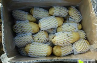 优质土豆供应