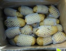 泗水土豆大量上市，品种有早大白，荷兰十五