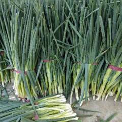 聊城莘县  脱水长白大葱  大量上市，去根的