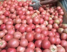 2018中牟西红柿现已大量上市，硬粉西红柿