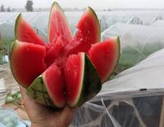 固镇西瓜著名品牌 每年6-7月石湖西瓜大量上市