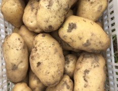 旭淼农场本农场出售百亩土豆，价格优惠