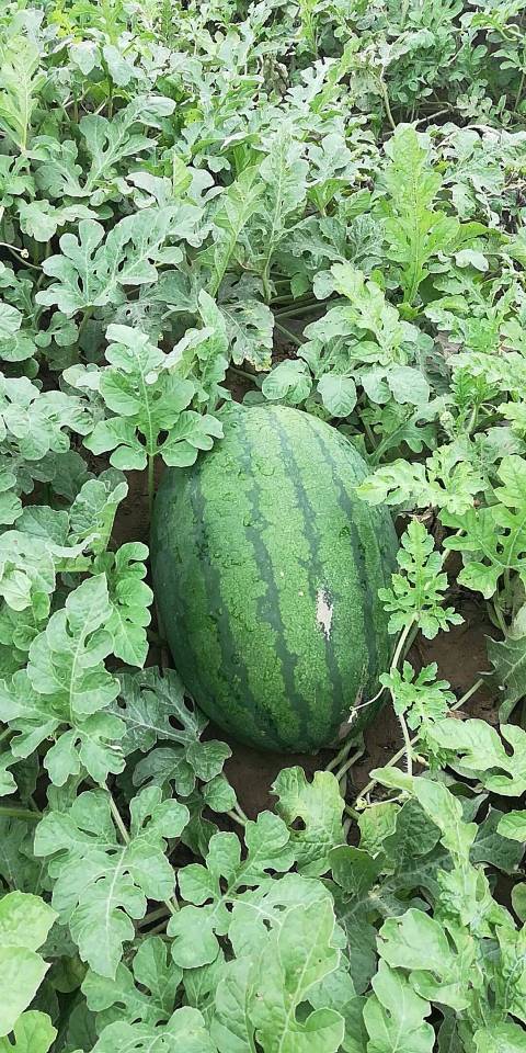 2018年山东临清龙卷风价格