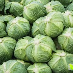 辽宁南票本人有绿球大头菜10万斤，品质优良