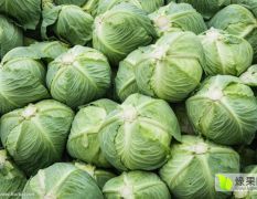 辽宁南票本人有绿球大头菜10万斤，品质优良