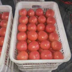 新乐大量西红柿、豆角上市，欢迎电话咨询