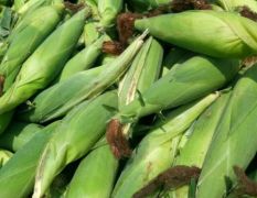 山东陵县生鲜玉米大量上市，价格1.1元！！
