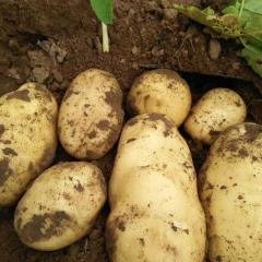 通许县 五里铺 好土豆 可以混级可以分级 马红建