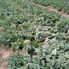 唐山玉田西瓜大面积成熟，个头圆